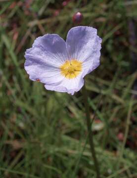 Image de Alisma Fausse Renoncule