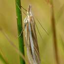 Image of Orocrambus lewisi Gaskin 1975