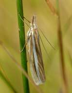 Image of Orocrambus lewisi Gaskin 1975