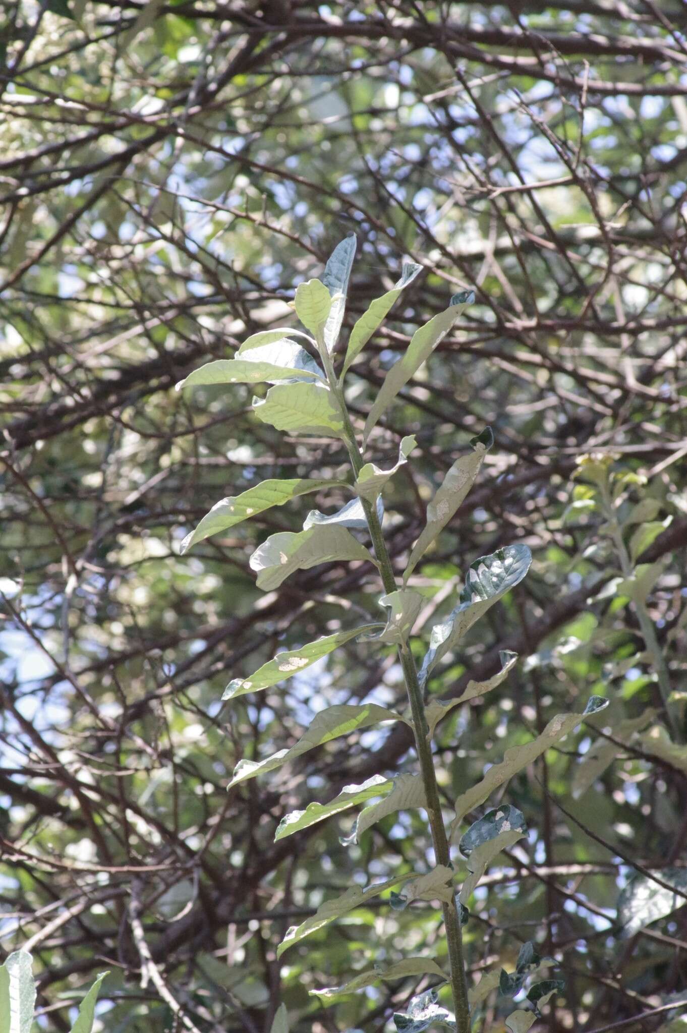 Image of Brachylaena discolor var. transvaalensis (E. Phillips & Schweick.) H. J. Beentje