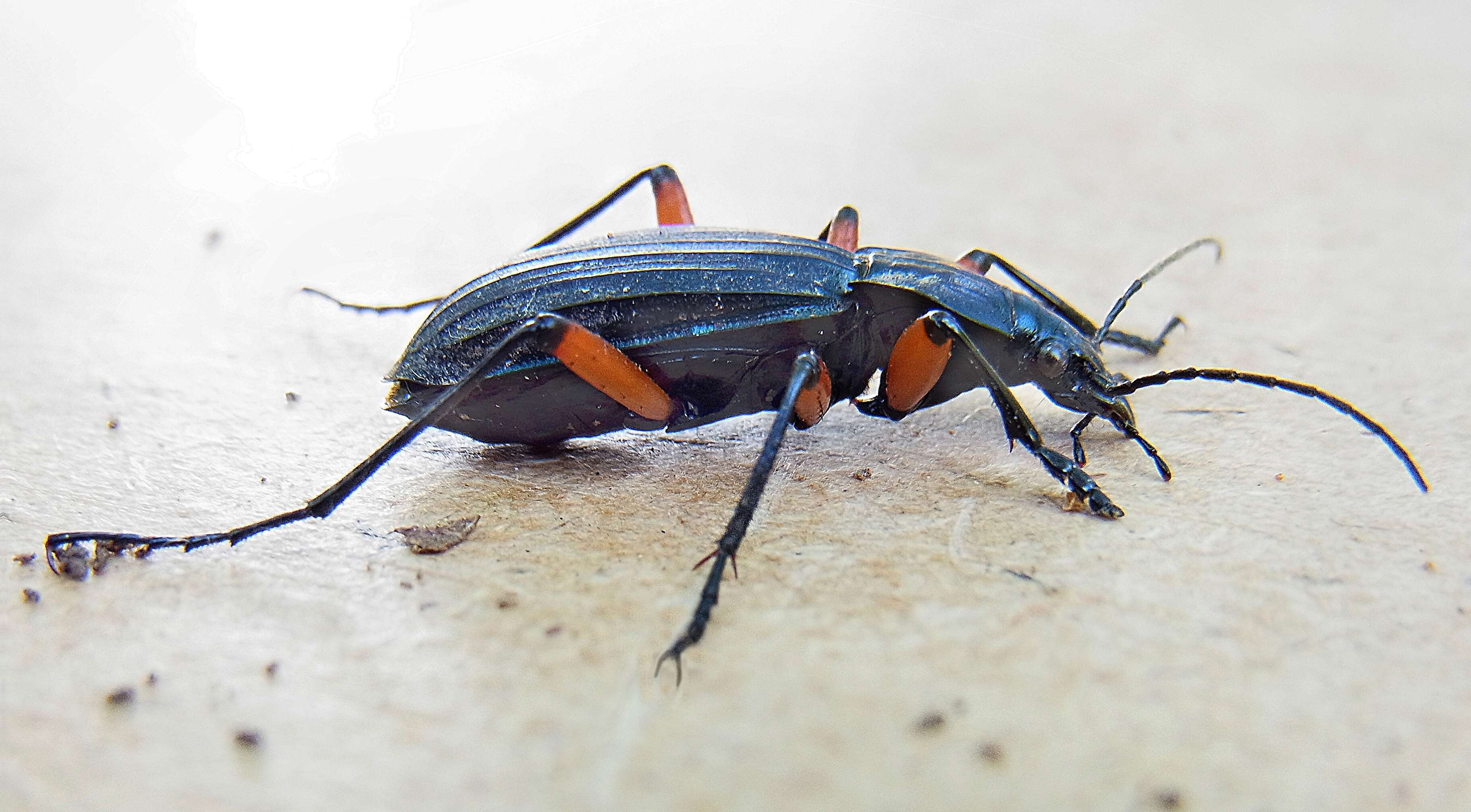 Image of Carabus (Ctenocarabus) galicianus Gory 1839