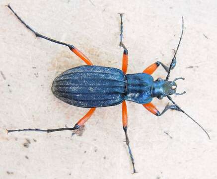 Image of Carabus (Ctenocarabus) galicianus Gory 1839