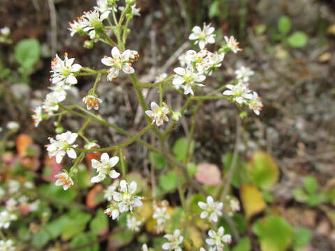 Image of Hupa Valley Pseudosaxifrage