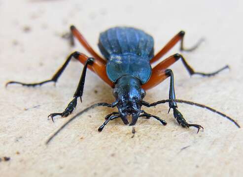 Sivun Carabus (Ctenocarabus) galicianus Gory 1839 kuva