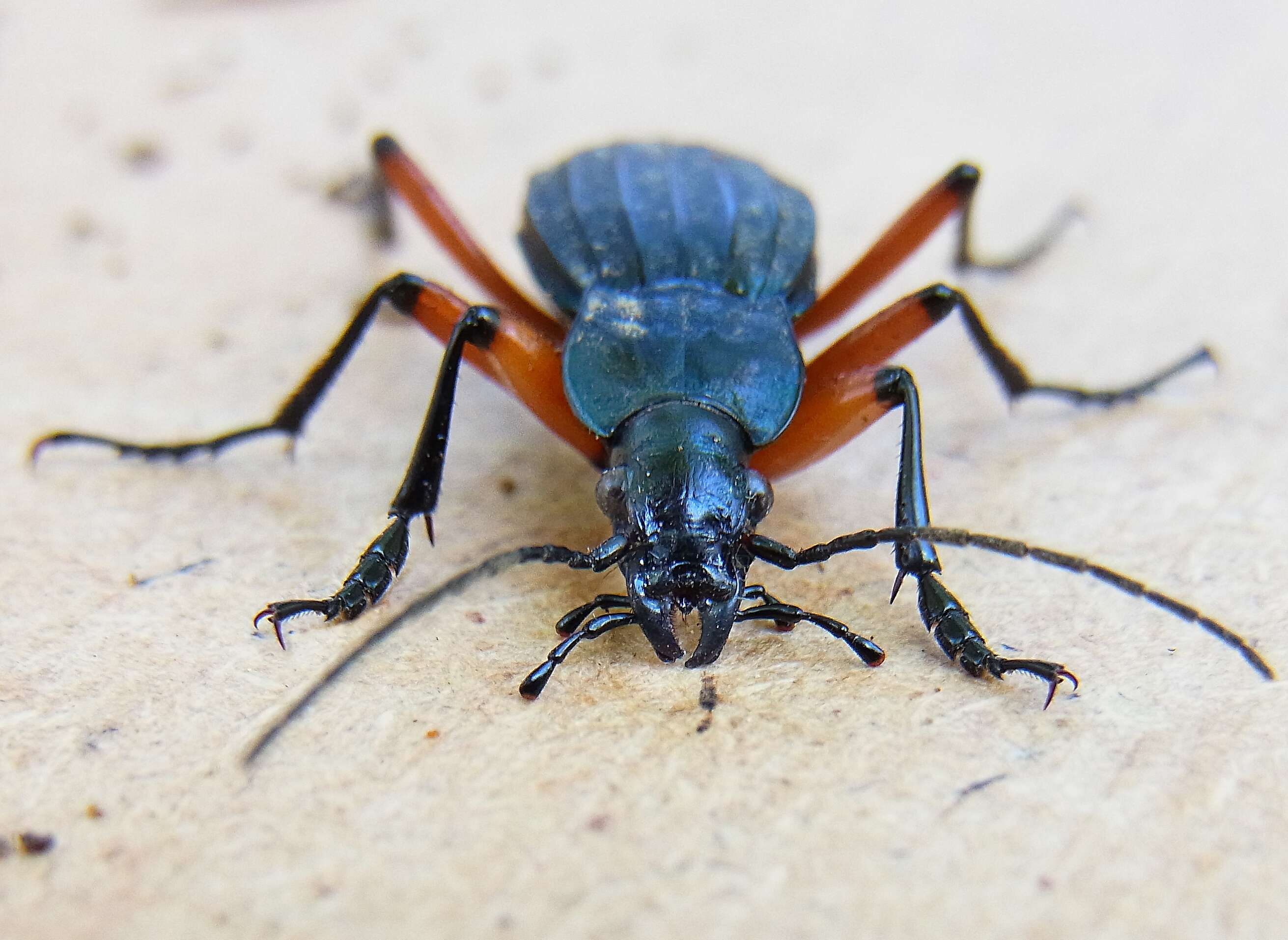 Carabus (Ctenocarabus) galicianus Gory 1839 resmi