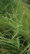 Image of marsh willowherb