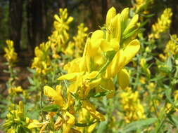 Imagem de Genista tinctoria L.