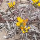 Image of Senecio murorum Remy