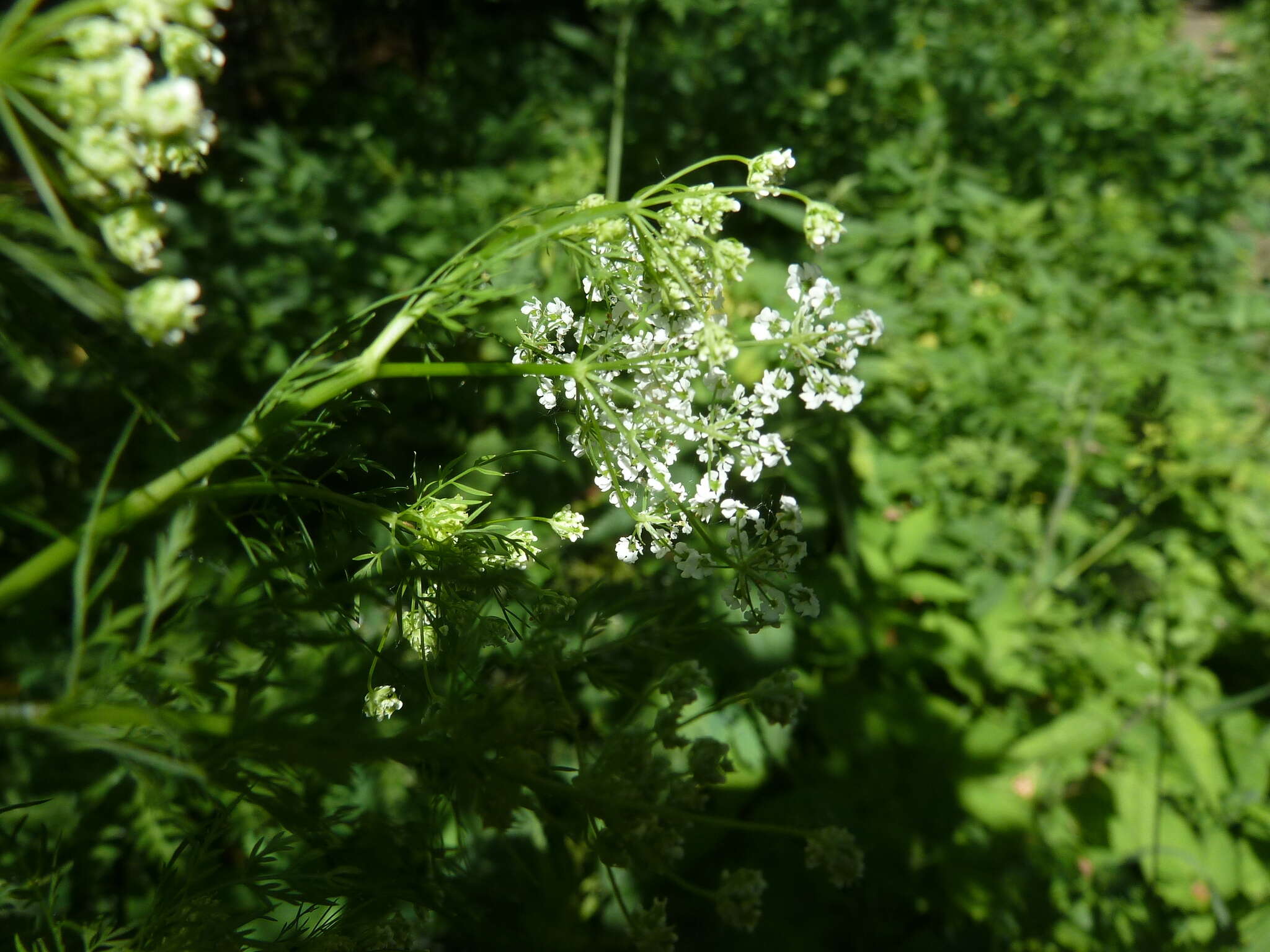 Image of Chaerophyllum prescottii DC.