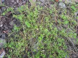 Image of Lamarck's bedstraw