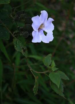 Image of Bengal clock vine