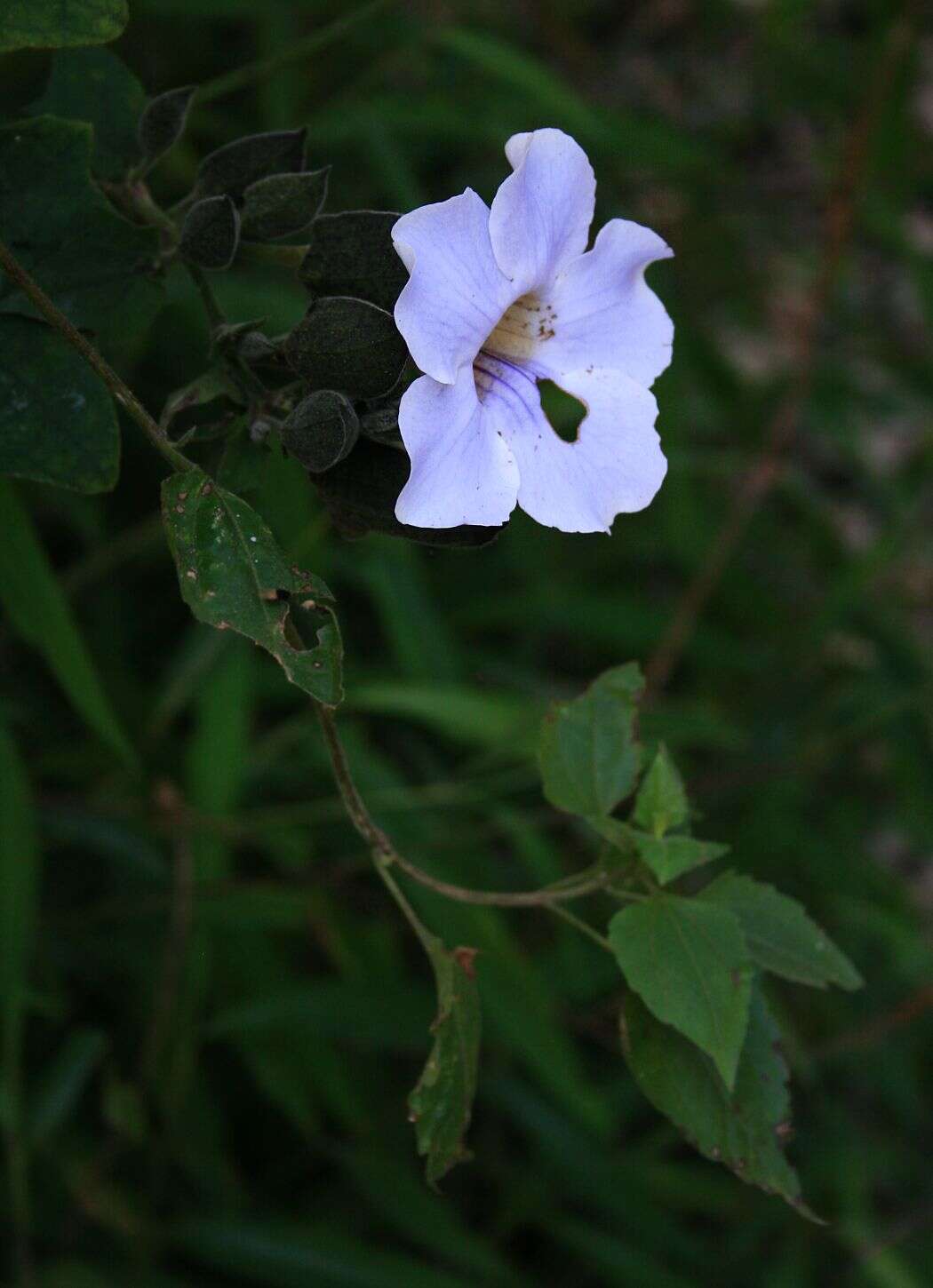 Image of Bengal clock vine