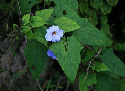 Image of Bengal clock vine