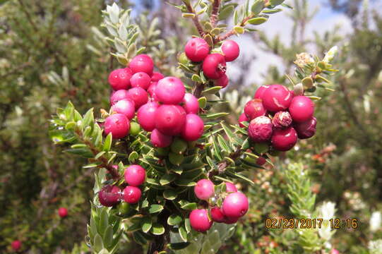 Image de Vaccinium reticulatum Sm.