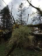 Image of Inflated Beard Lichen