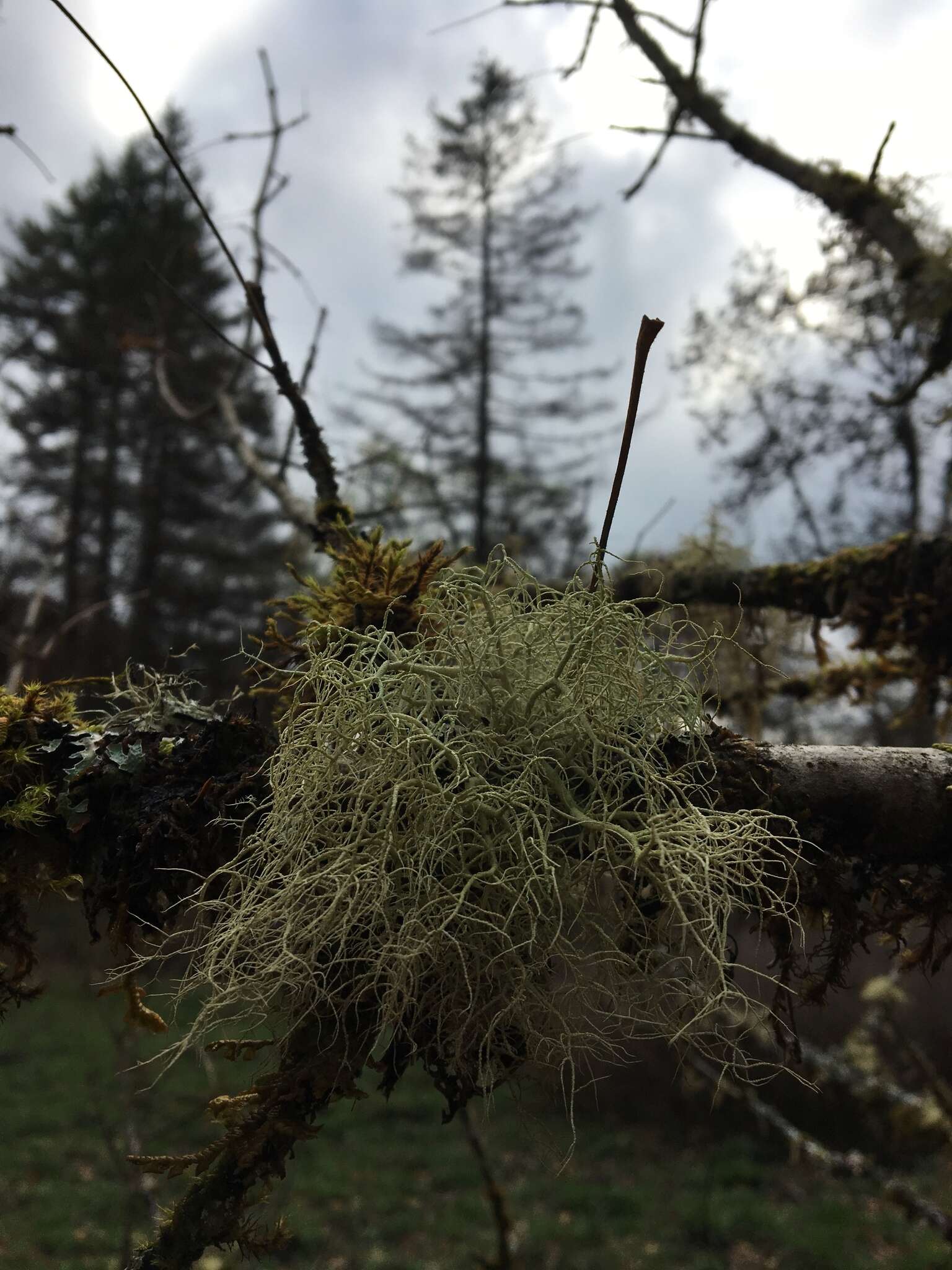 Image of Inflated Beard Lichen