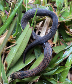 Image of Common rough-sided snake