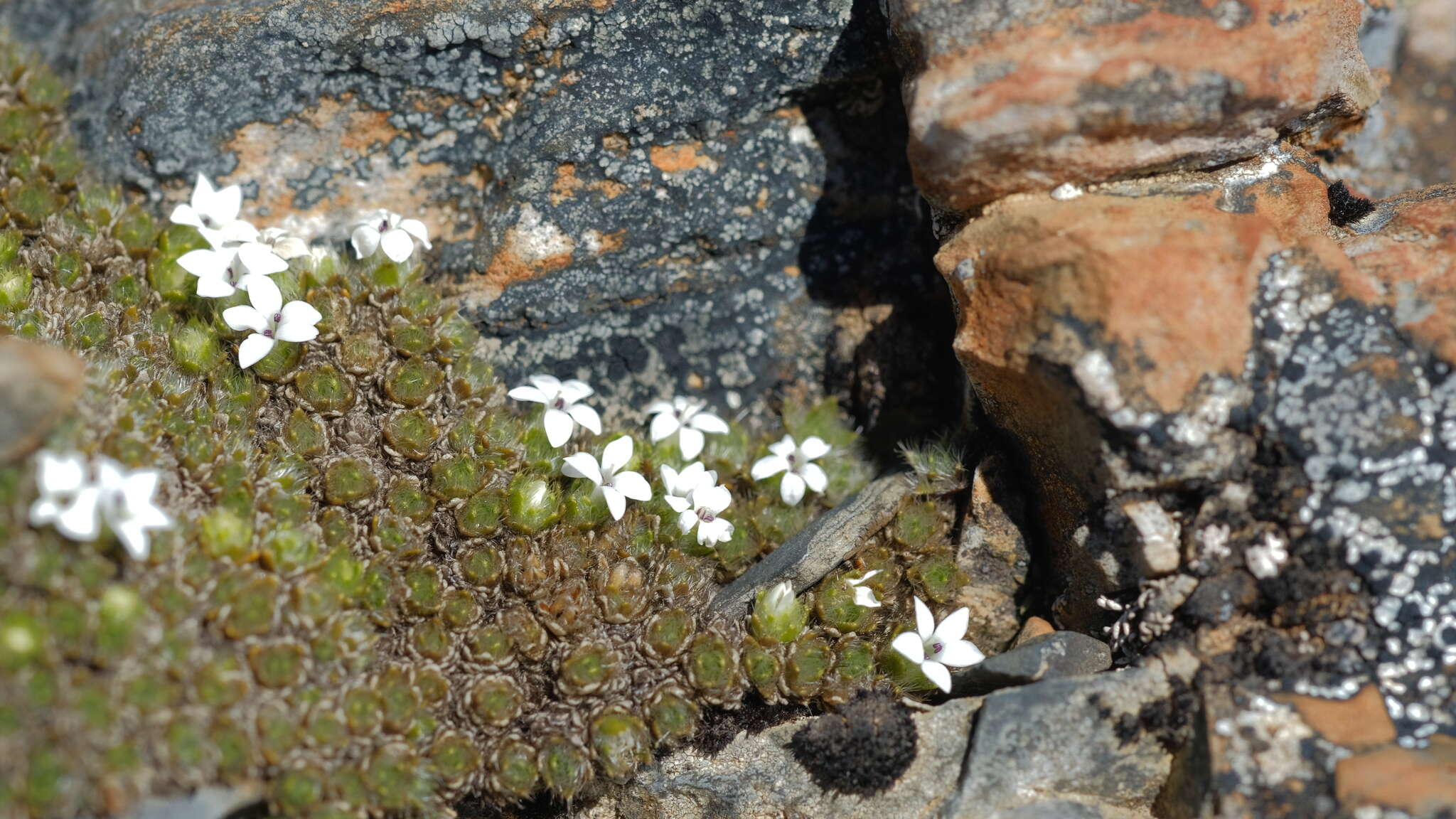 Image of Veronica ciliolata subsp. ciliolata