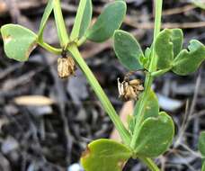 Image of Roepera apiculata (F. Müll.) Beier & Thulin