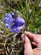 Слика од Polemonium acutiflorum Willd. ex Roem. & Schult.