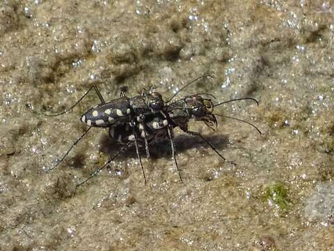 Imagem de Cicindela (Calomera) aulica Dejean 1831