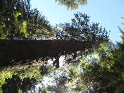 Image of western hemlock