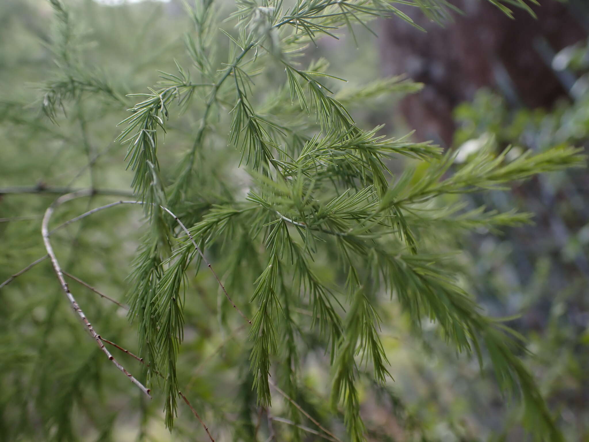 Image of Asparagus scoparius Lowe