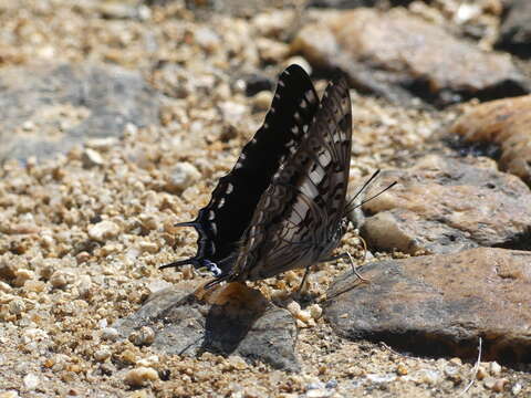 Image of Charaxes achaemenes Felder & Felder 1866