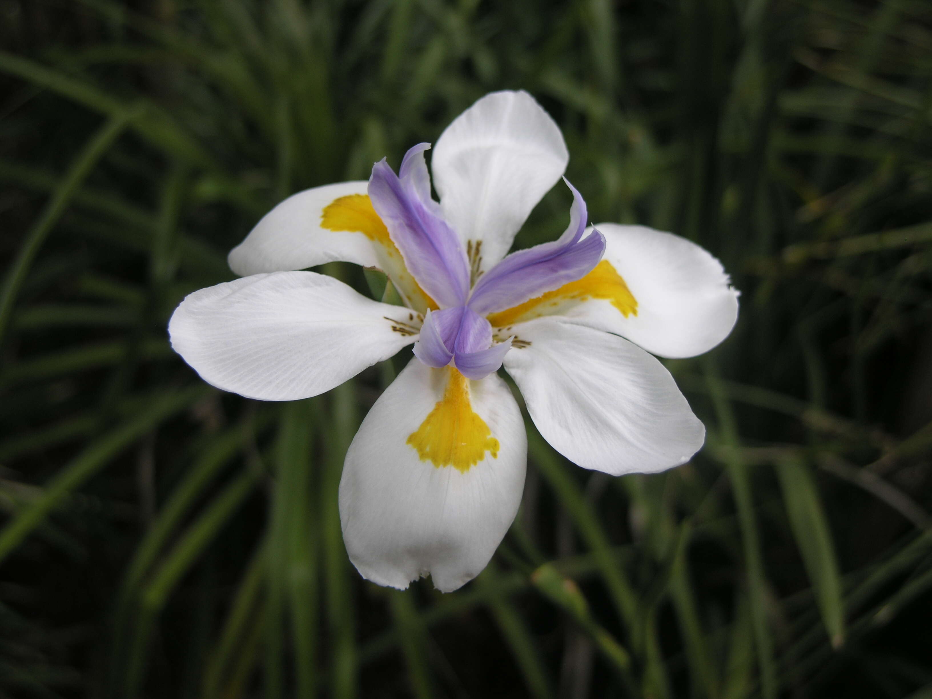 Image of Wild iris