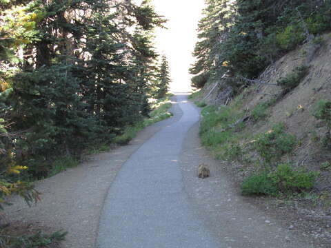 Image of Olympic Marmot