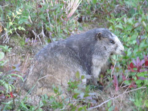 Image of Olympic Marmot