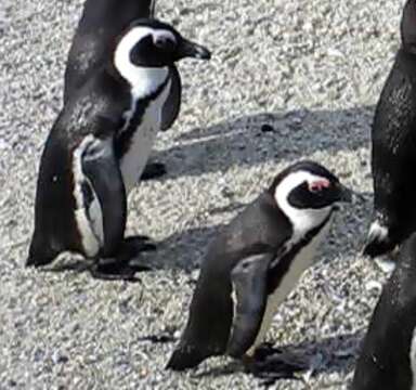 Image of African Penguin