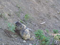 Image of Olympic Marmot