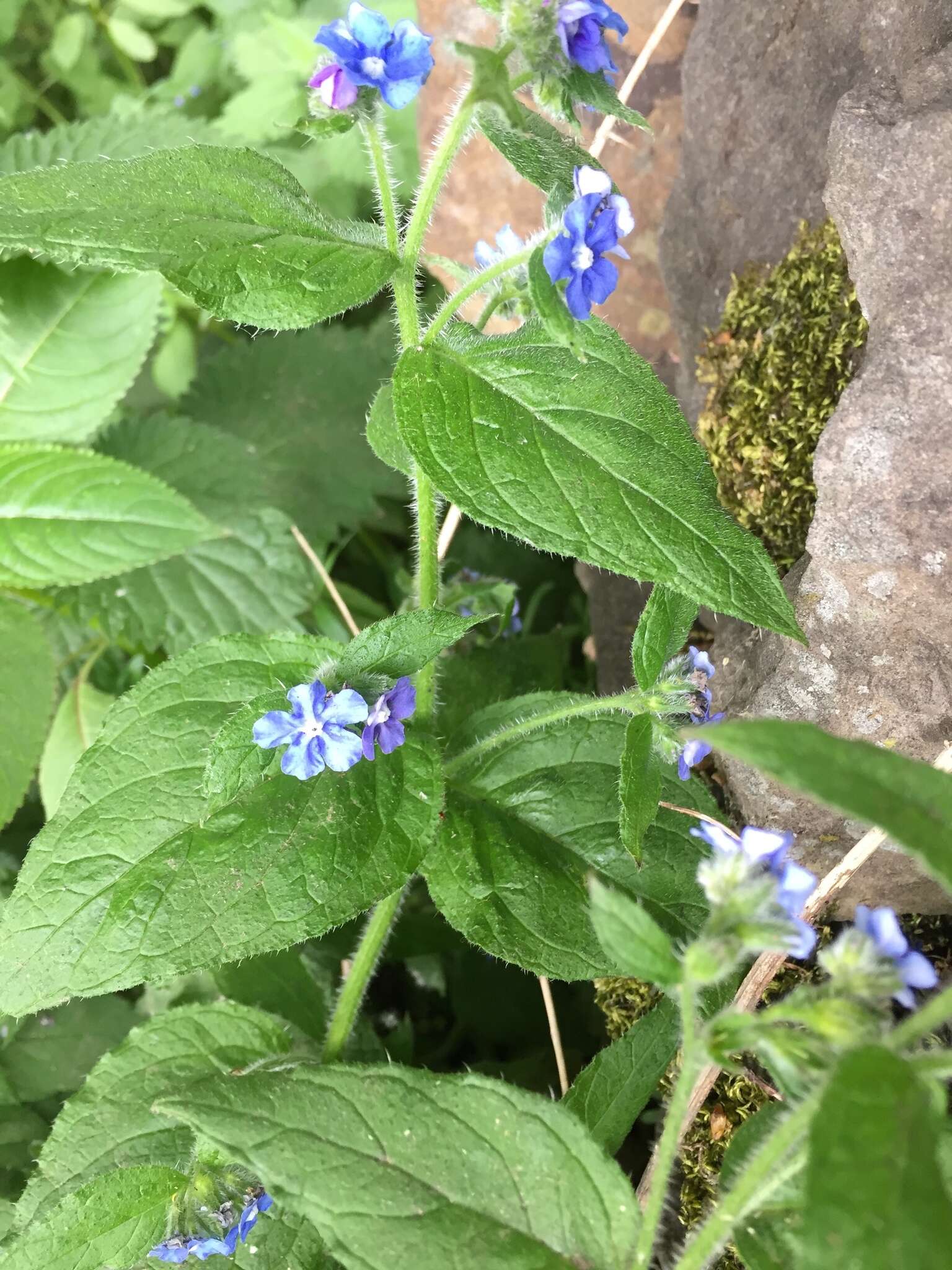 Image of pentaglottis