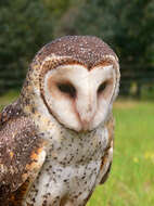 Image of Australian Masked Owl