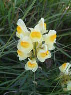 Image of Common Toadflax