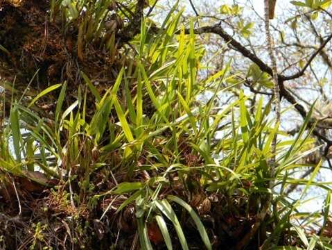 Image of Prosthechea chondylobulbon (A. Rich. & Galeotti) W. E. Higgins