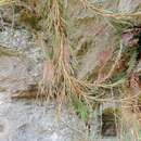 Image of Dracophyllum uniflorum var. frondosum Simpson