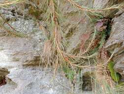 Image of Dracophyllum uniflorum var. frondosum Simpson