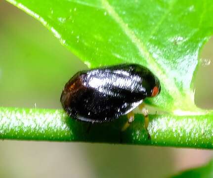 صورة Clastoptera saintcyri Provancher 1872