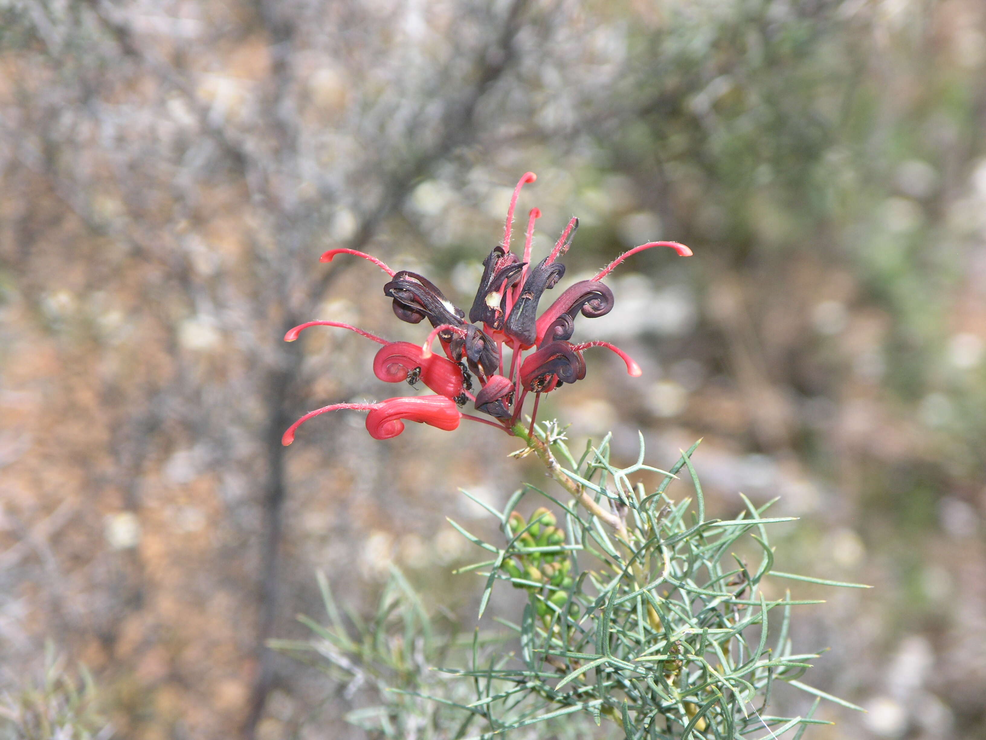 Image of Silky-oak