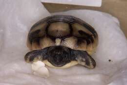 Image of Hermann's Tortoise