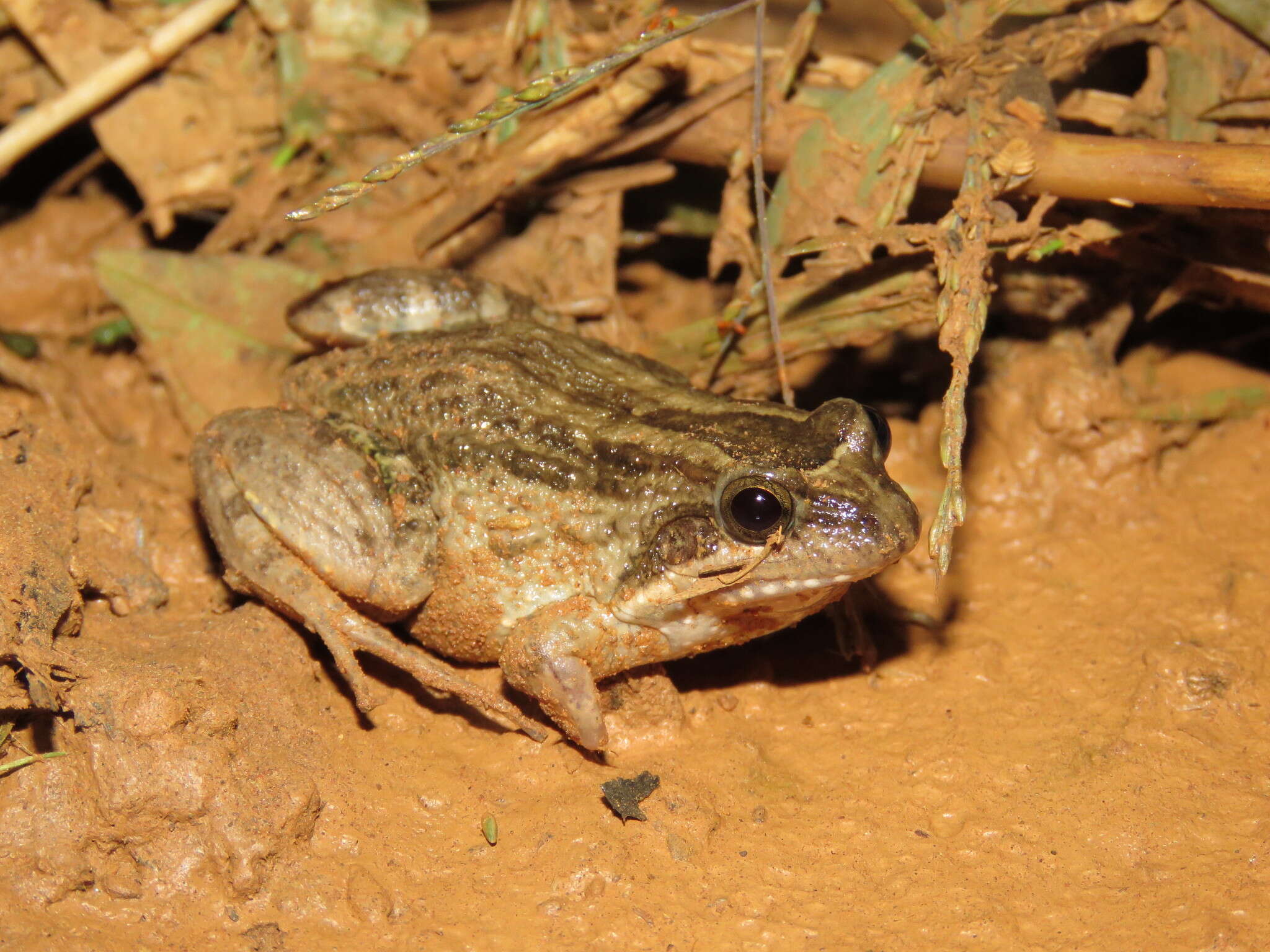 Image of Leptodactylus podicipinus (Cope 1862)