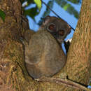 Image of Hawks' Sportive Lemur