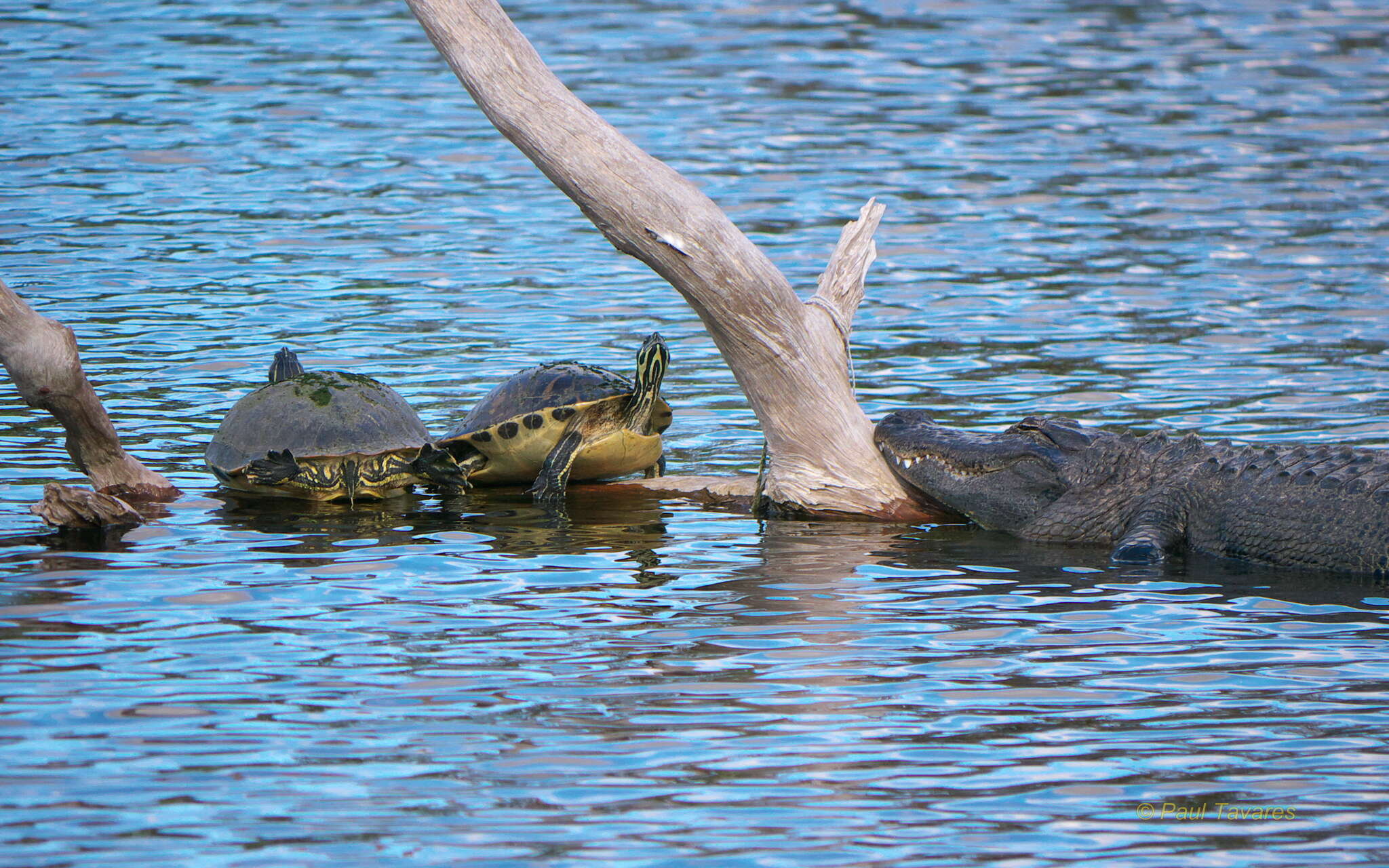 Image of Peninsula Cooter