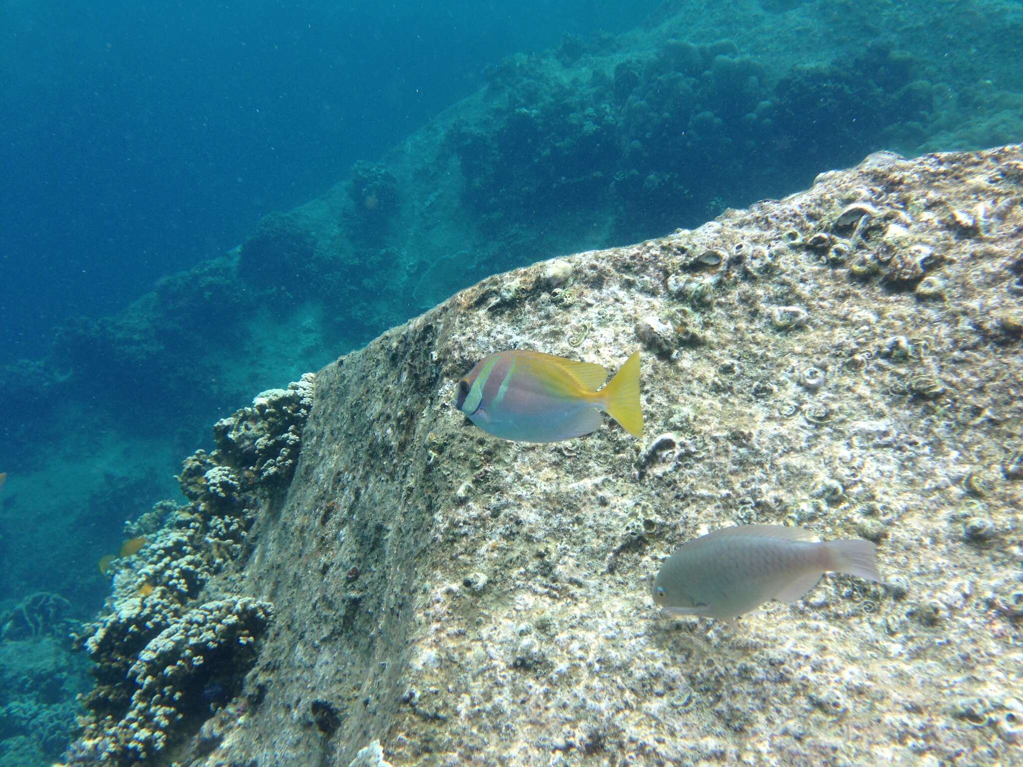 Image of Barhead spinefoot