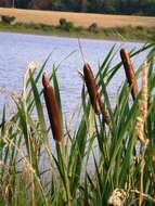 Image of broadleaf cattail