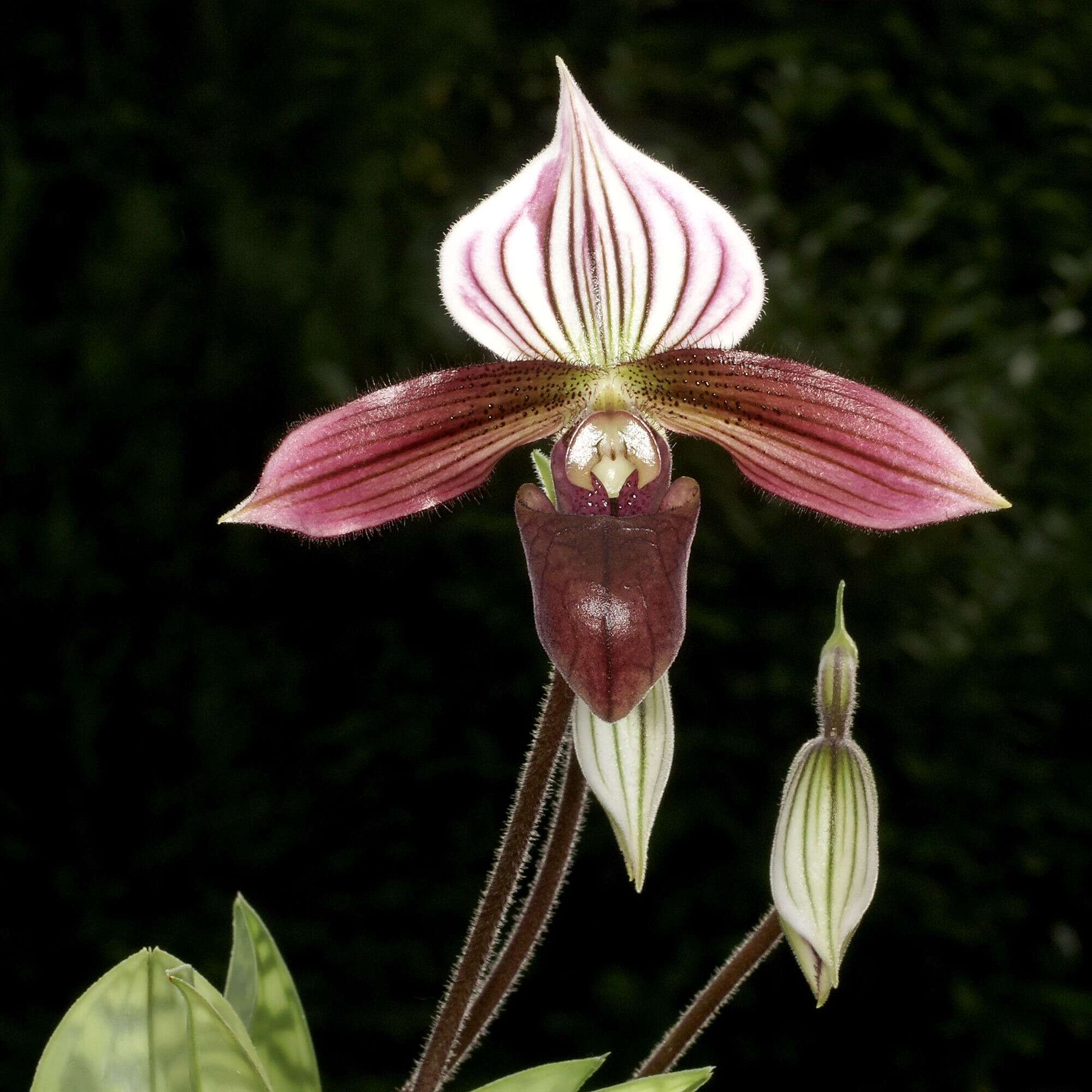 Слика од Paphiopedilum purpuratum (Lindl.) Stein