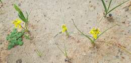 Image of Lachenalia mathewsii W. F. Barker