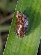 Image of pfeifers amber snail